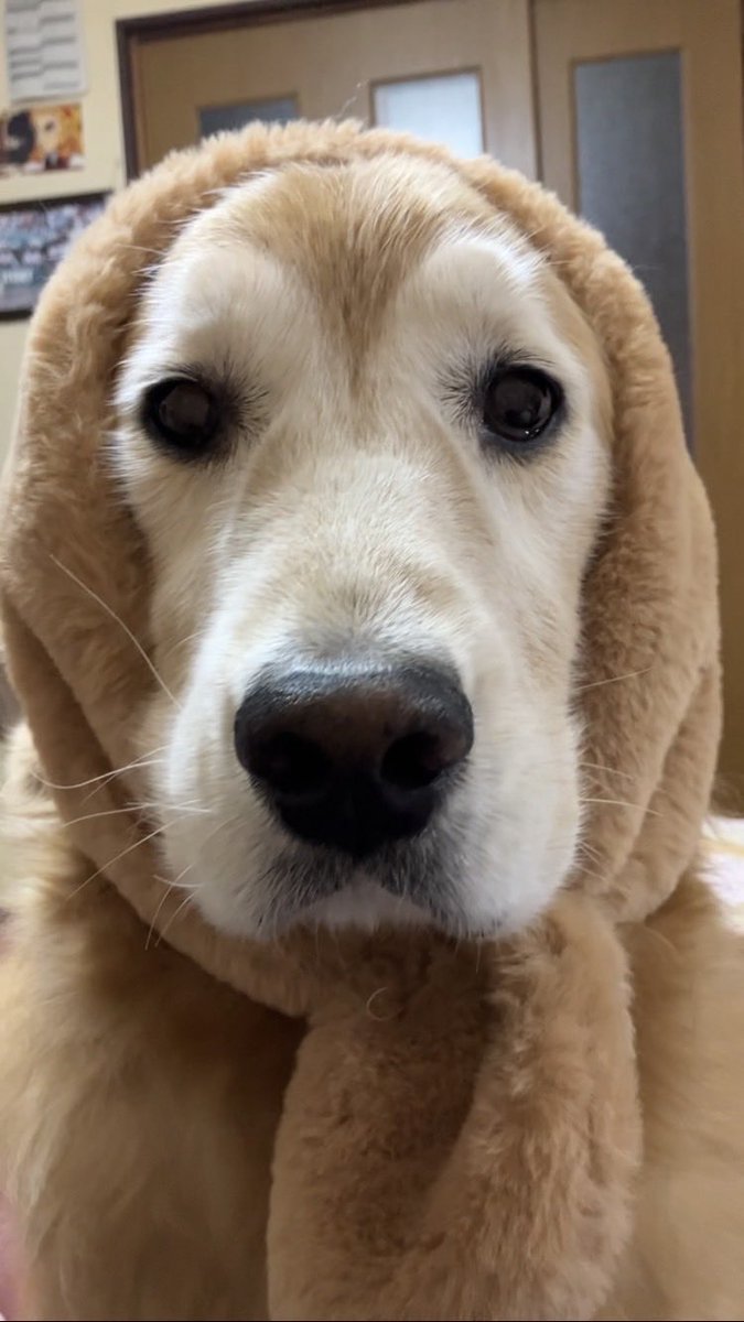 ちこちゃん (@JcobGWJmLhQsAjw) / Posts / X