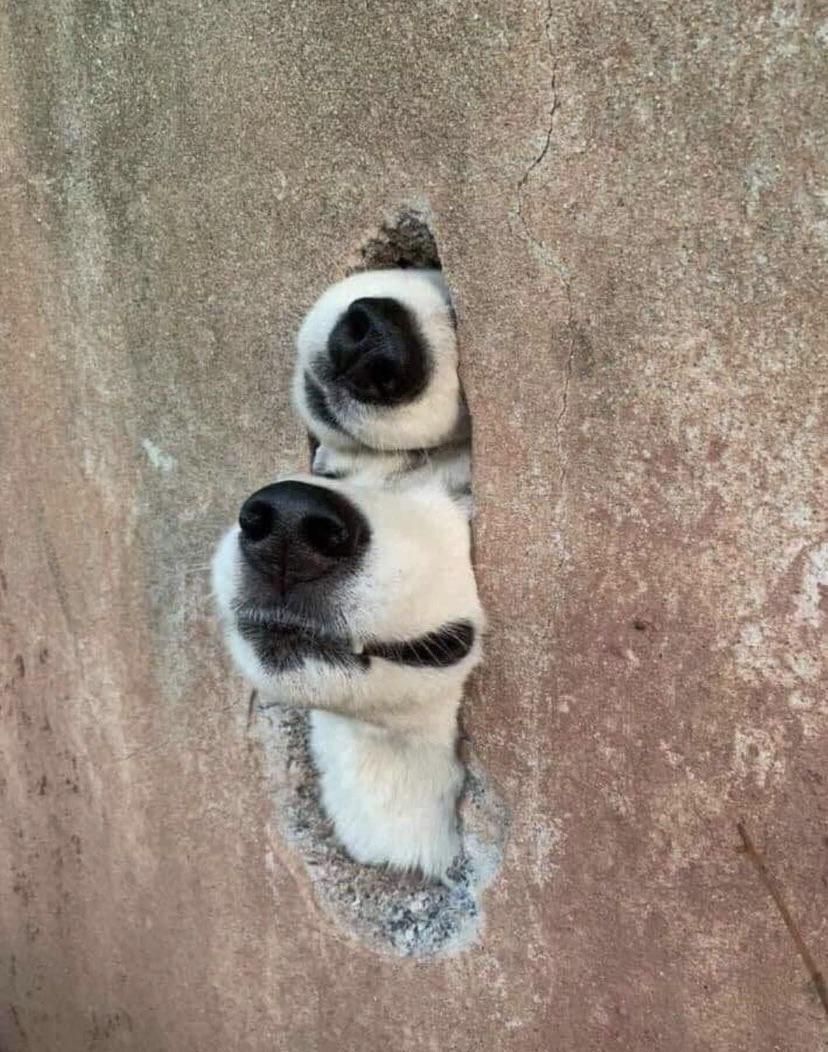 💖 (@twaniimals) on Twitter photo 