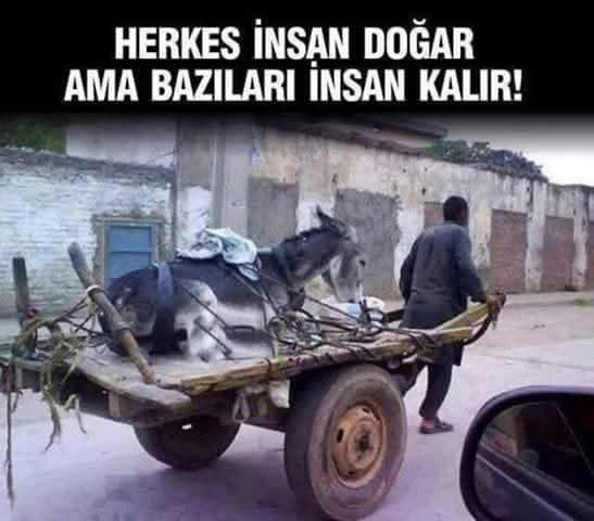 Bazıları...                                                  #hayvanlarsahipsizdeğil