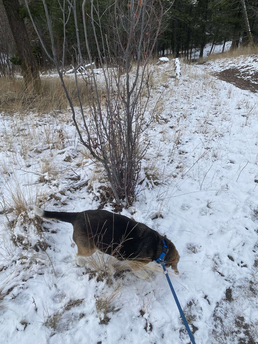 Was really great to have the beagle for the week! 😊❤️🐶