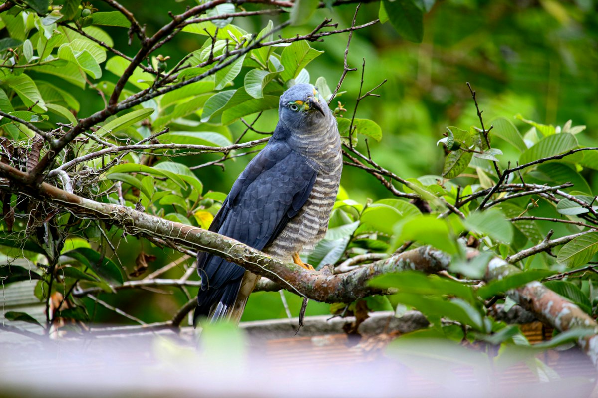Connect4Climate tweet media