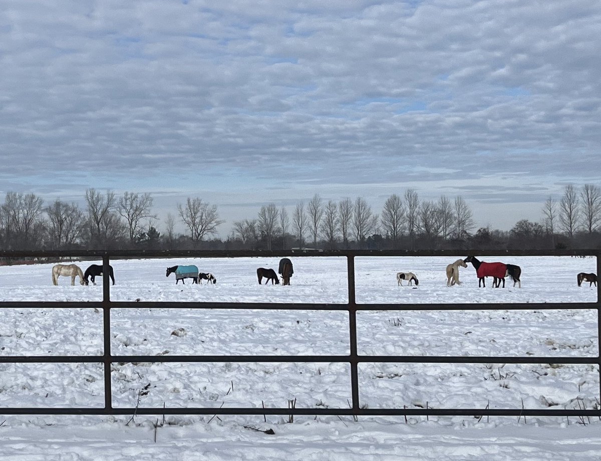 The horsies are wearing their blankies. Insane aura