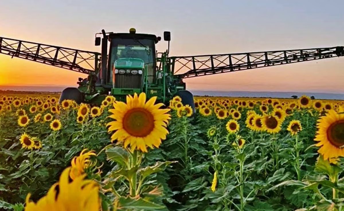 ElUniversal_SLP's tweet photo. ✨ ¡Campos de girasoles en SLP! 🌻

📍 Vive la temporada con paisajes dorados, recorridos, antojitos y rutas fáciles desde toda la Huasteca 

https://t.co/Z00q05mjQY https://t.co/A99SSN9qCy