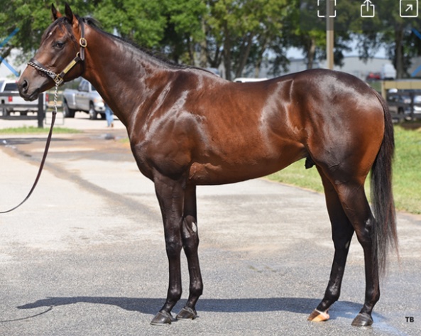 mike33024's tweet image. The electric ⚡️ son of Beau Liam continues to work his way to debut.

@claydoeski “Crude Velocity” was the only horse all year at @OBSSales to break 20.2 &amp;amp; did so without switching leads 😱 

If y’all are into following potential freaks, this guy is a must add to the E-Stable