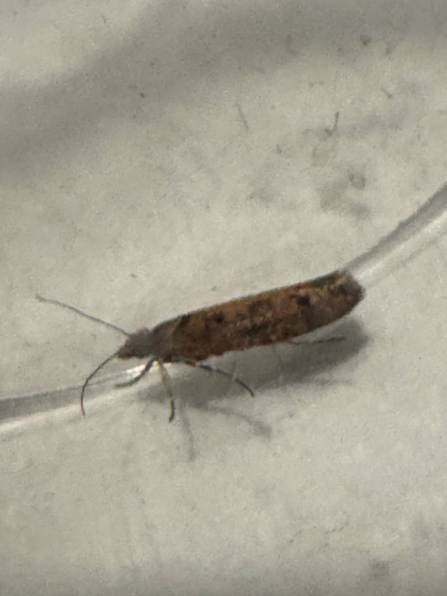 Nick Ostler tweet media