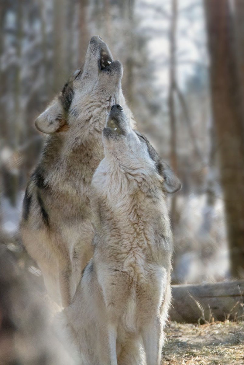 EndangeredWolfCenter tweet media