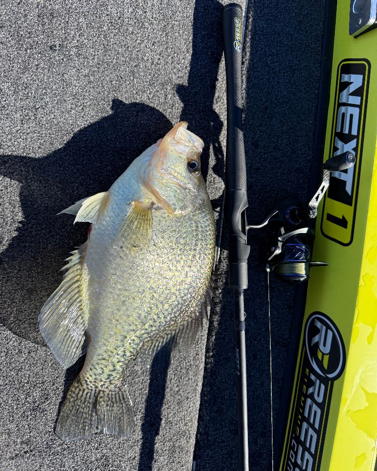 SkeetReese1's tweet photo. Check out this chunky crappie! π£ #croppie #crappie #fish #fishing #fishinglife #lakefishing #lake #lakeday #fishingtips #bigfish #foryou #bass #bassfishing #outdoors #wildlife #largemouth #largemouthbass #bassfish #fishbass #skeetreese #skeetreesefishing #tightlines https://t.co/stDyLohziP