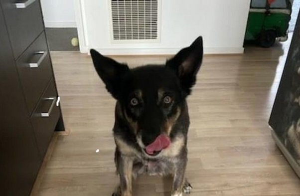 aubizbuysell's tweet image. For Sale: Nutritional Dog Food Delivery Service Business for Sale Geelong VIC - learn more at aubizbuysell.com.au/124518 #nutritional #dogfood #deliveryservice #buyabusiness #geelong