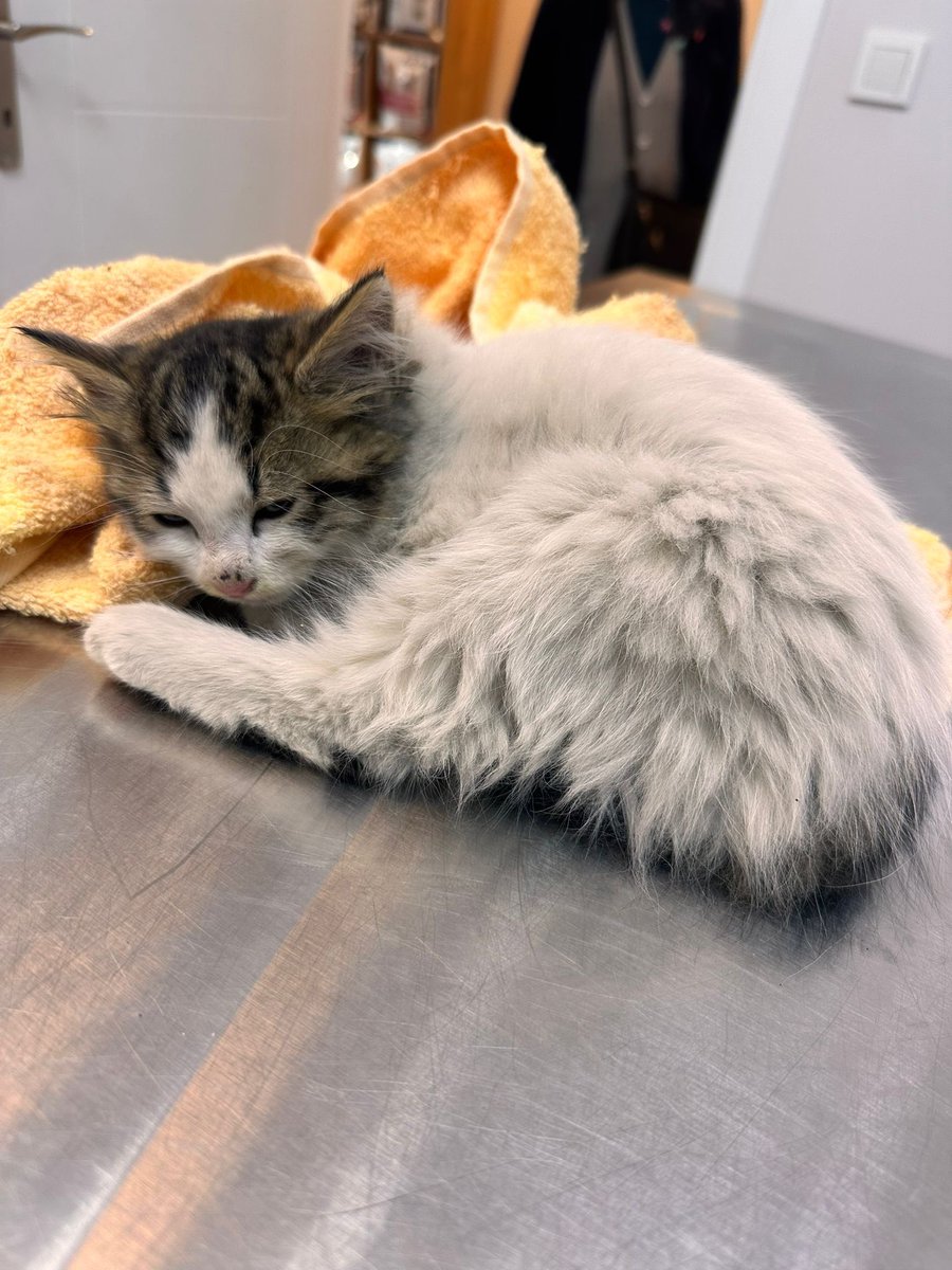 Bu yakışıklı yuva arıyor
3 aylık
Tam bir pofuduk
Ama yuva bulunmazsa maalesef sokağa dönecek tekrar. Geçici olarak bakılıyor
Birkaç günü varmış😔
İstanbul çekmeköy