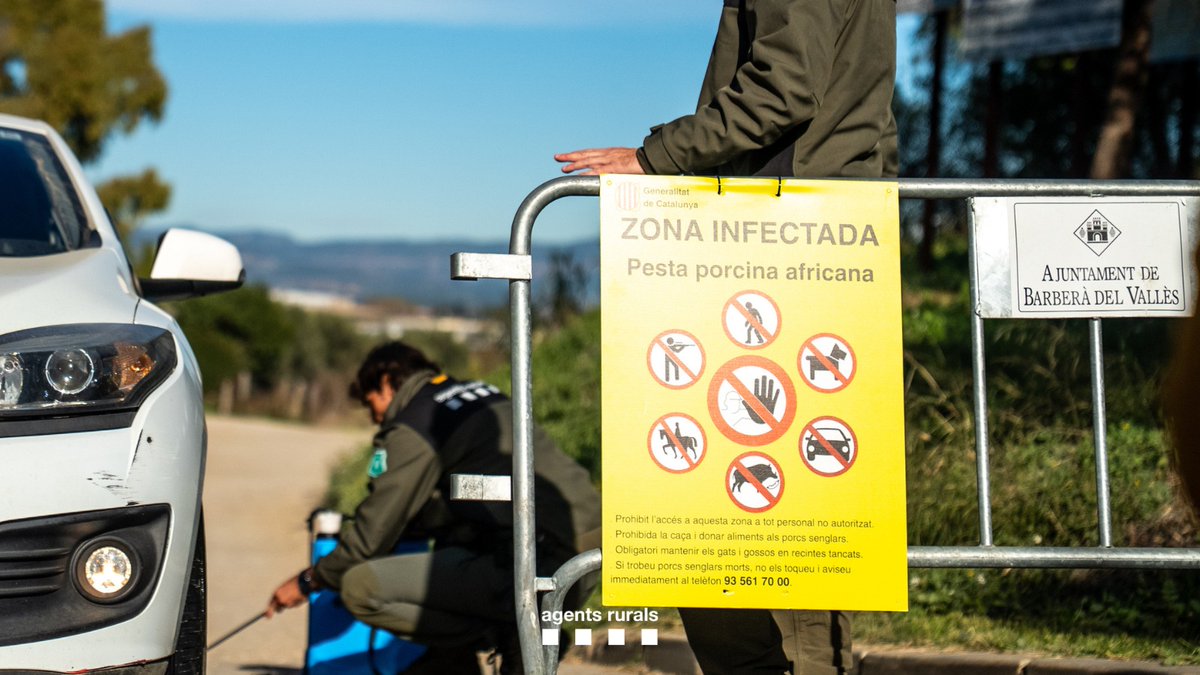 🐗 Treballem en el reforç de les mesures per frenar l’expansió de la PPA.

🔒 Actualment hi ha 91 municipis amb restriccions.

👉 Consulta el teu municipi a: gen.cat/mesuresppa