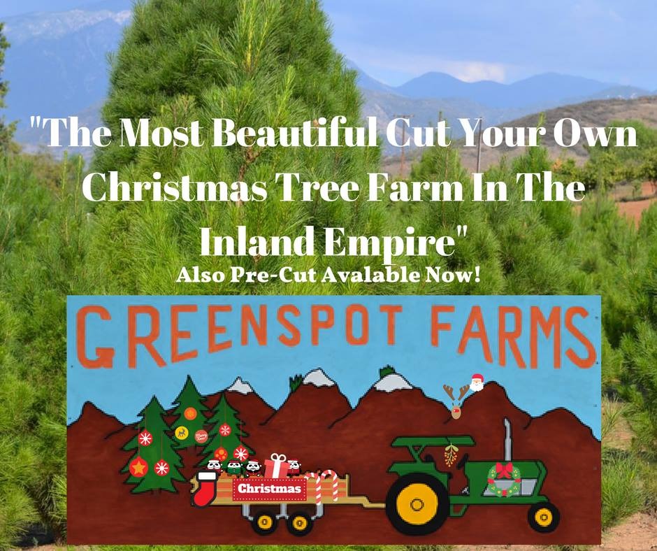 Greenspotfarms's tweet photo. It's been many a family tradition to go strolling through the trees to find the perfect one, cut 'em, wor choose one already  cut for yo, they're ready to go!! 😃
10133 Ward Way, Mentone CA
https://t.co/dB6SYHGjjp

#ChristmasTreeFarm #CutYourChristmasTree #ChristmasHayride https://t.co/hMh5mcLFsf