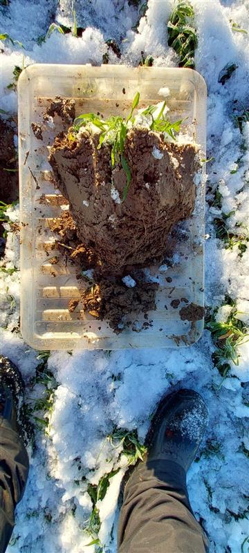 FrontierAg's tweet image. Our precision services technical manager, Simon Griffis, has been in East Yorkshire assessing soil structure in the snow!

While snowy conditions are never ideal for growers, the hope is that the soil will be porous enough to absorb water when the snow melts. 

#WorldSoilDay