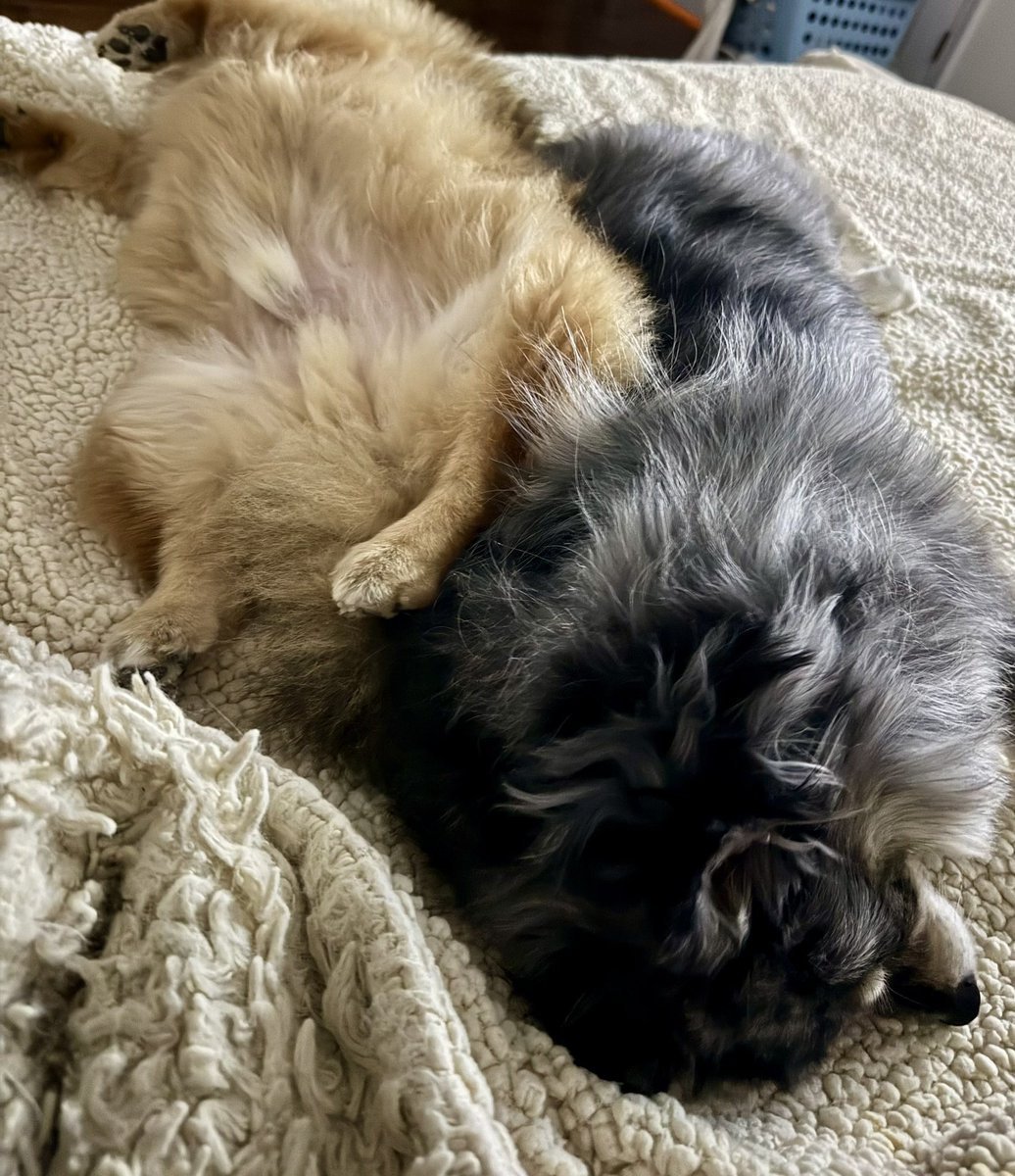 BethJamerson's tweet photo. @PhilSledge Finally accepted his sister.  We rescued him 5 years ago (Snickers) and Sadie 1 year ago.  Puppy mill momma 😑This was last night 🥰 https://t.co/HEeIZERKCI