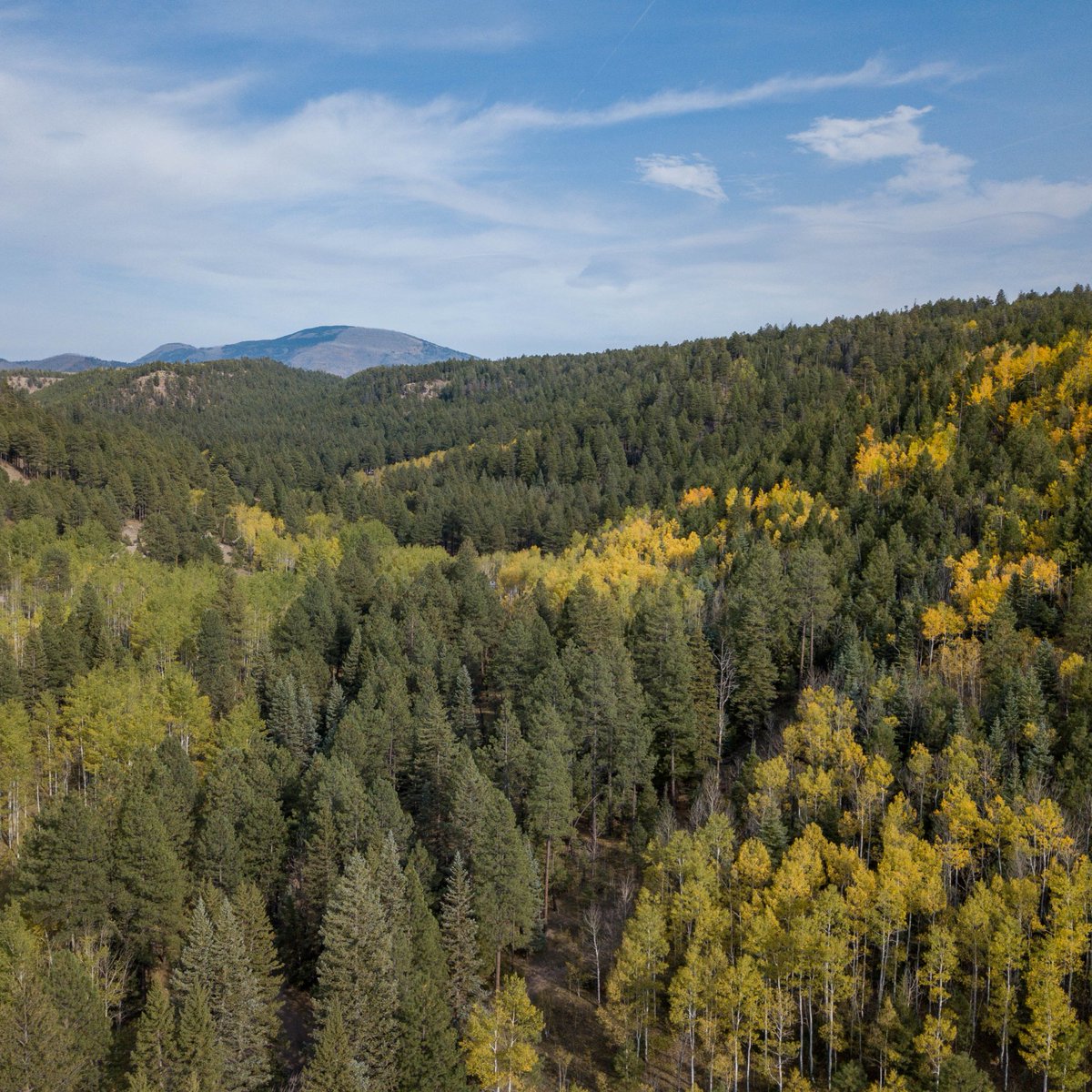 505Nomad's tweet image. Autumn in the Jemez 😍 

#NewMexico #travel #daytrip #Jemez #fallcolor #autumn #aspens #mountains