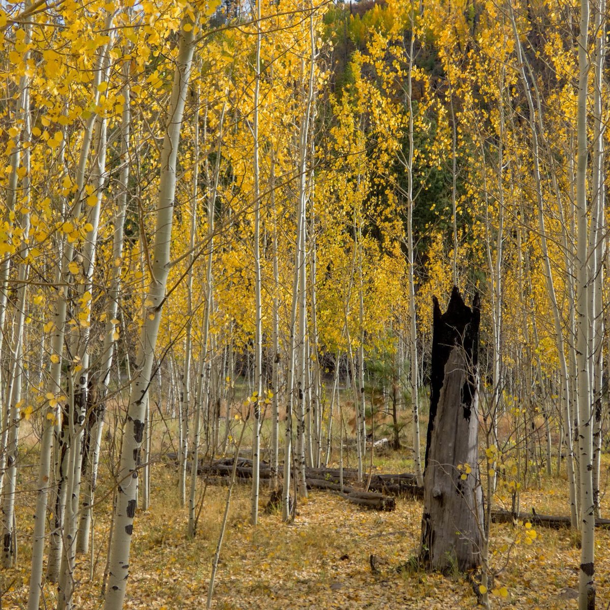 505Nomad's tweet image. Autumn in the Jemez 😍 

#NewMexico #travel #daytrip #Jemez #fallcolor #autumn #aspens #mountains