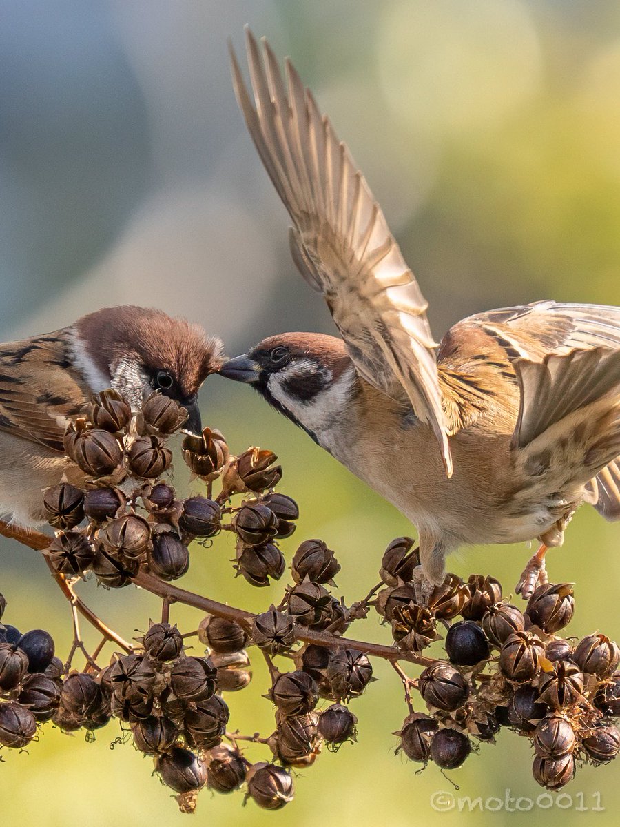 motohira (@moto0011) / Posts / X