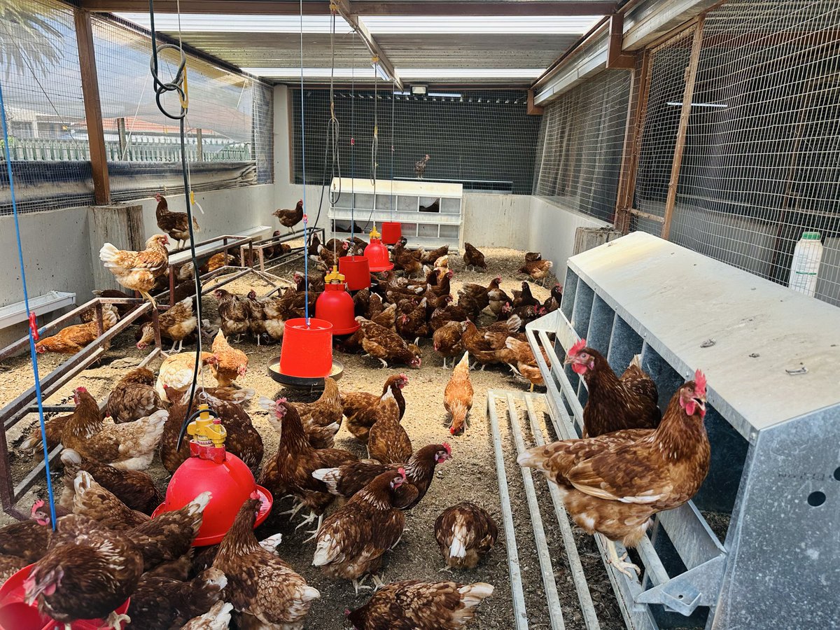 VuyiswaRamokgop's tweet photo. Day 2 of #OversightWeek took me to Ekurhuleni, the final stop in our five-region tour of deepening accountability. I started at Ithembelihle LSEN School in Primrose, where learners are proudly growing veggies and raising chickens. This is what #MadeInGauteng means: empowering our future farmers early. ๐ฑ
#gdardatwork