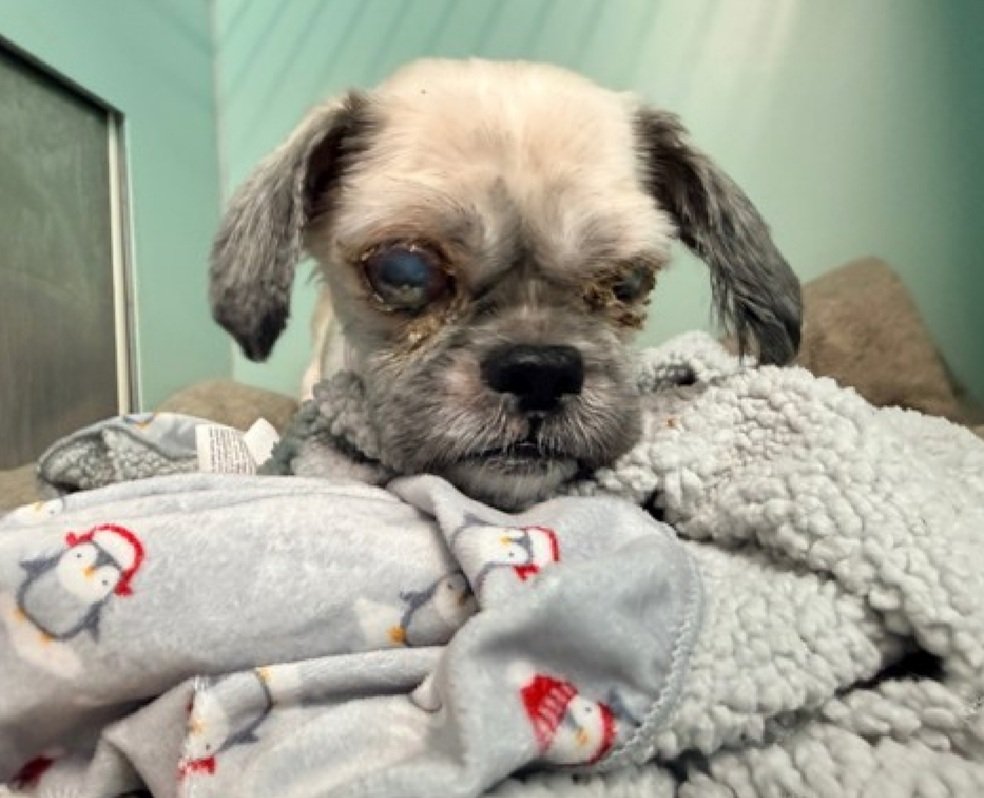 Apple Jacks foster has backed out and <a href="/PoundHoundsResQ/">Pound Hounds ResQ</a> needs a new foster to save him. 
Please let me know if you can foster him.