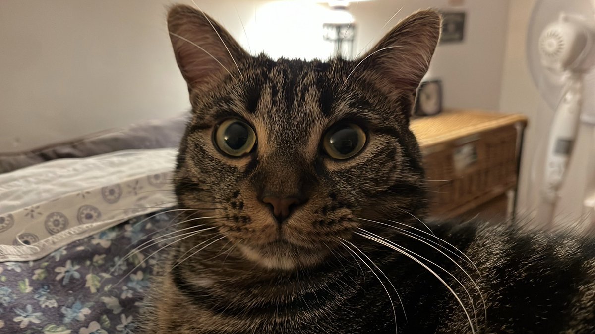 Chat Boris tweet media