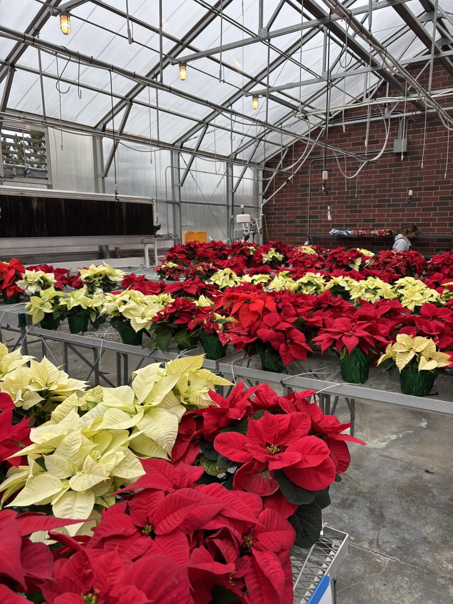 What a great way to get in the festive holiday spirit on this rainy day! Christmas wreaths, poinsettias, and dog treats from @apex_ffa look amazing! 🎄✨🐾