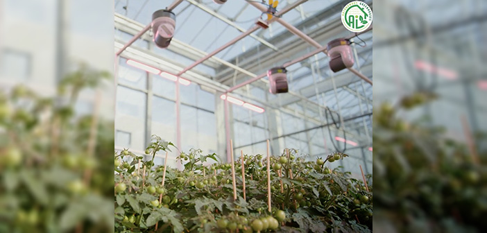 FEATURED: Gardin plant feedback generates extra €200k/ha/yr
As climate change destabilises global agriculture and demand for fresh produce rises, autonomous greenhouse...

Read the full article via #HortNews >> hortnews.com/gardin-plant-f…

<a href="/GardinAgritech/">Gardin</a> <a href="/tudelft/">TU Delft</a> <a href="/RijkZwaanUK/">Rijk Zwaan UK Ltd</a>