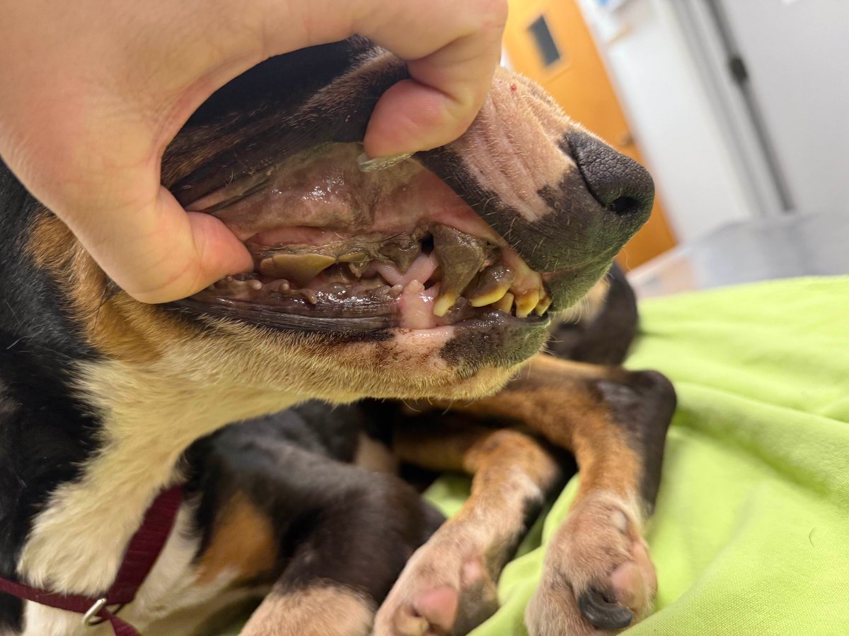 This boy was brought into the local animal shelter late yesterday after being found on a property — skin hanging on bones, too weak to stand. He needed immediate medical intervention, and when the shelter reached out to us, we didn’t hesitate.

At the shelter he was just a