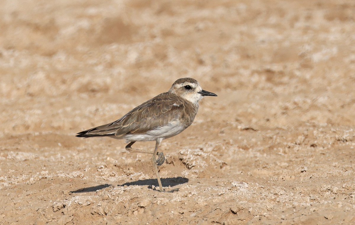 Chris Townend tweet media