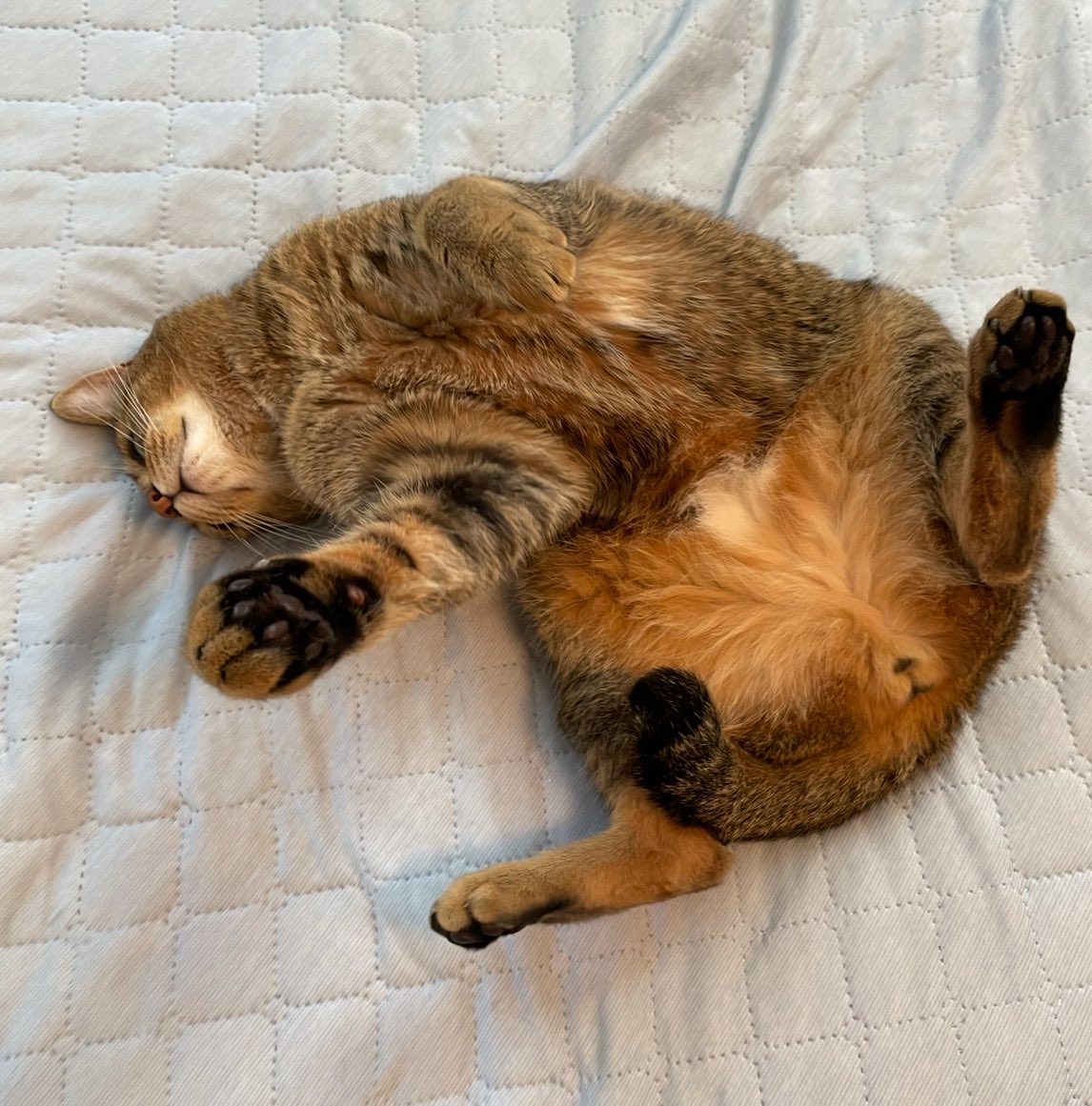 レオぽん🐾 (@nsvlpea801) / Posts / X