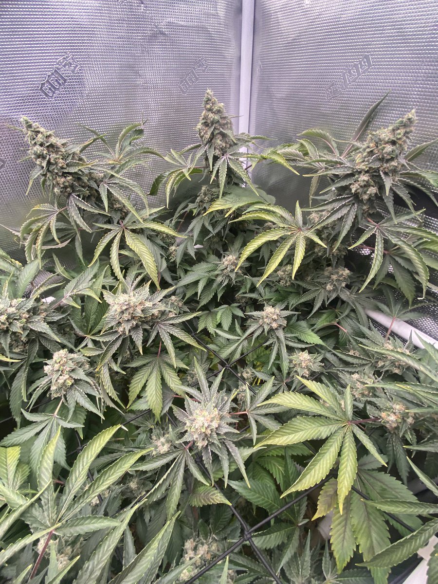 TheBigShowGrows tweet media