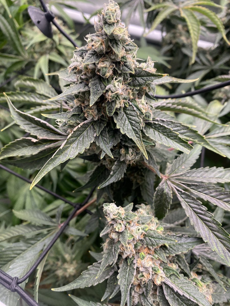 TheBigShowGrows tweet media