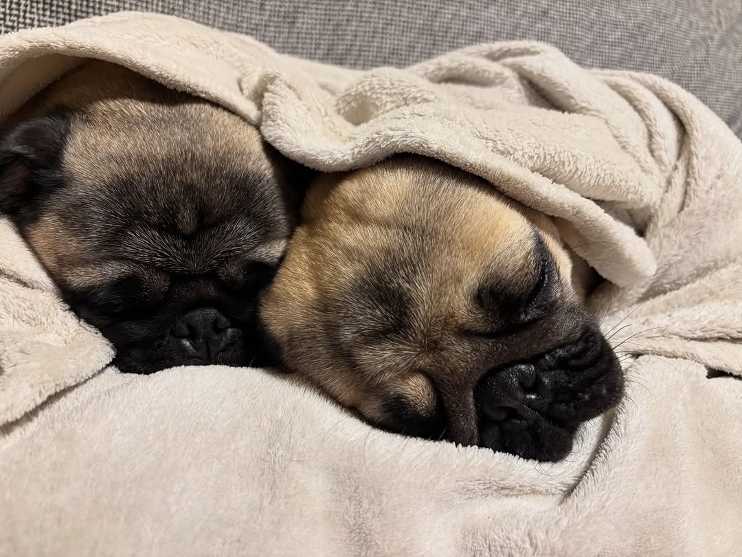marymsmithson56's tweet photo. Tow cute 🥰🥰
#pug #puglove #puglife https://t.co/JphQ267HGO