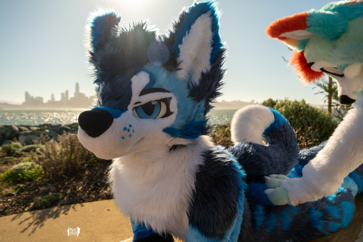 Just getting a wee tail inspection, we gotta make sure this husky is up to code 

#FursuitFriday 
📸 <a href="/Revzyuu/">Revy~</a>