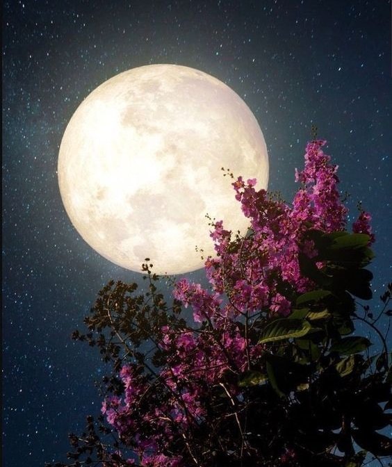 "هيَ البَدرُ حُسناً وَالنِساءُ كَواكِبٌ
فَشَتّانَ ما بَينَ الكَـواكِبِ وَالبَدرِ!"