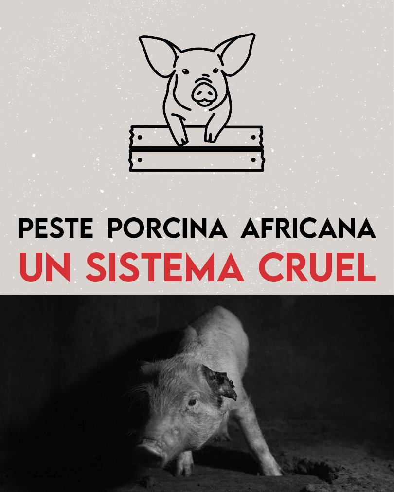 FuturoVegetal🍒 tweet media