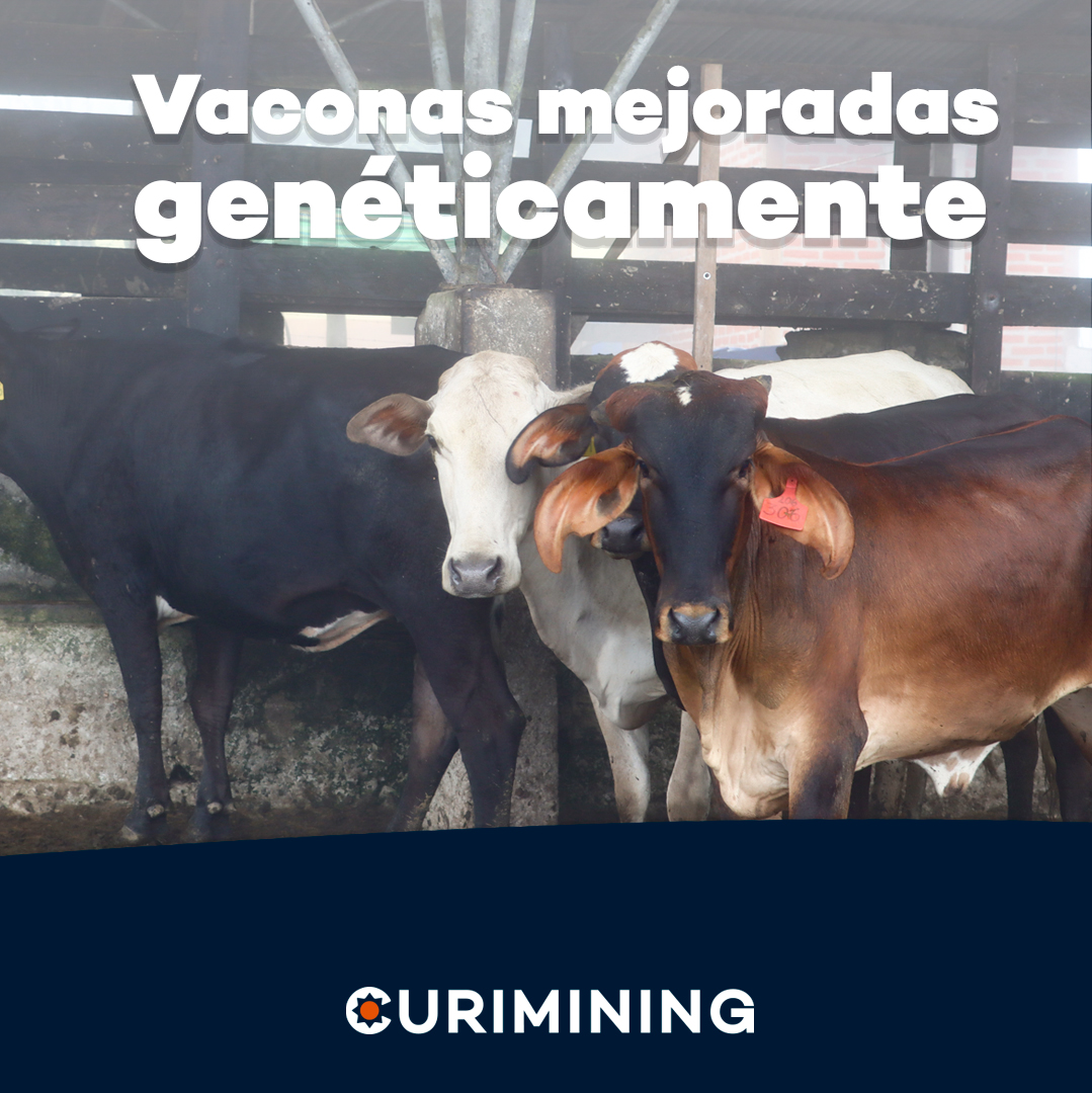 SVMElDomoEC's tweet photo. 🐄 En Naves Chico entregamos 4 vaconas de línea lechera, apoyando a los pequeños y medianos productores.
💚 Curimining apuesta por el desarrollo ganadero de la zona. 
#DesarrolloTransparente #CaminoCompartido #CompromisoResponsable #AcuerdosCumplidos #ElDomo #Curimining https://t.co/nzkwKV2xOf