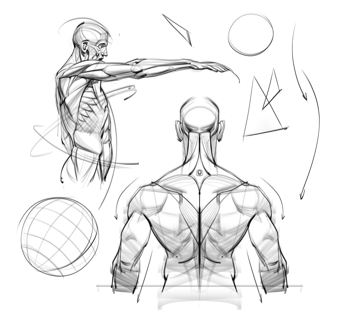 saqomolo's tweet image. Anatomy sketches! #figuredrawing #gesturedrawing #anatomy #humananatomy #lineart #doodles #sketches #goals #backmuscles #maletorso #gottogetbetter