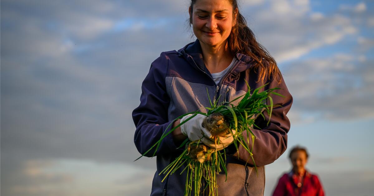 Jagd, das unterschätzte Ehrenamt dlvr.it/TPfg0Q