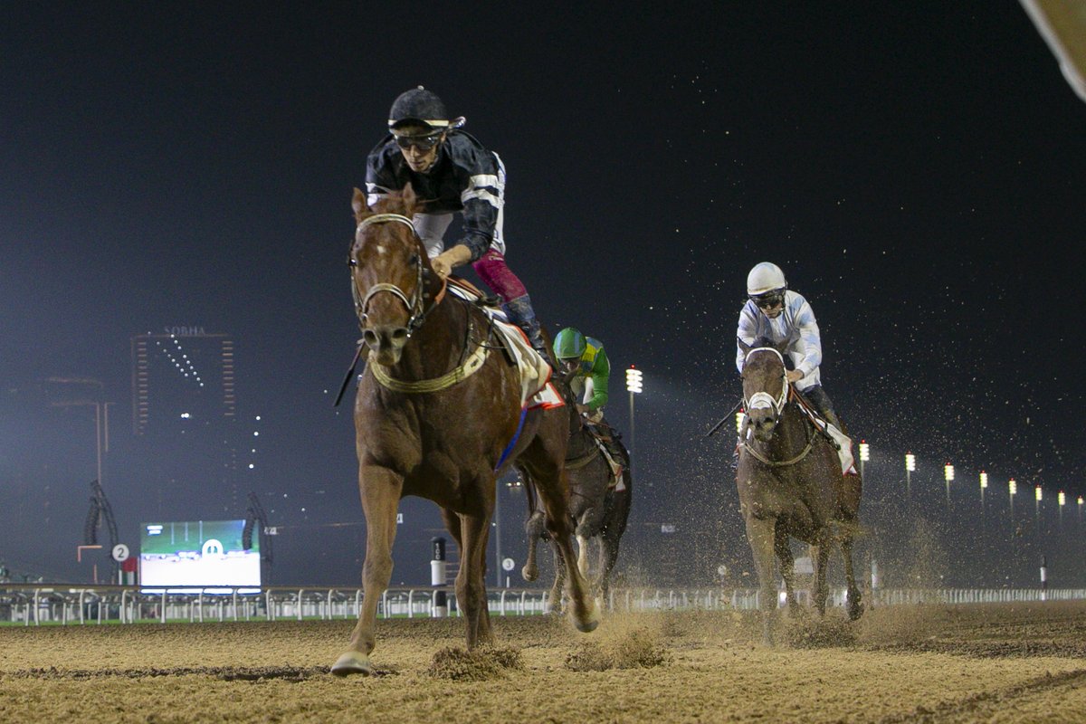 RacingDubai's tweet photo. EL NASSEEB from 3⃣ angles! 

He was sooooo good in the Listed Al Garhoud Sprint 💥

#DubaiCarnival | #AlTayer | @Antonio1Fresu https://t.co/xwl706A54X