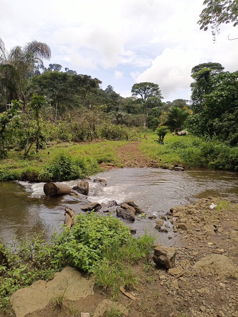 AbiluTangwa's tweet image. Experiencing the #EquatorialRainforest firsthand often instills a powerful sense of responsibility. You'll return not just with memories, but with a deeper commitment to protecting these irreplaceable treasures. #Conservation #ProtectOurPlanet