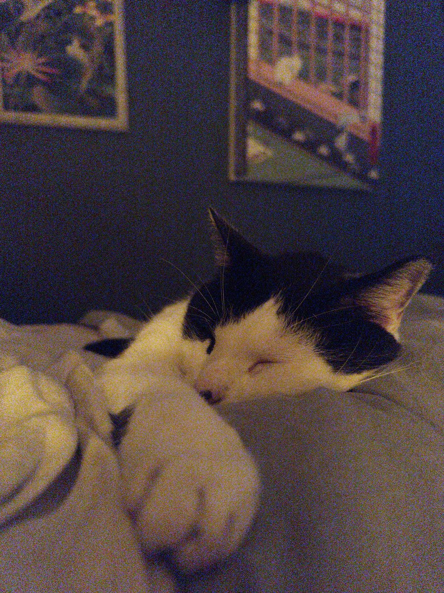 Old Cob (@reallyoldcob) on Twitter photo 