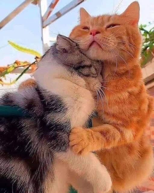 cpyphouvadeth's tweet photo. @TeddybeL_Teddy กอดๆนะน้อง https://t.co/gXGxx5ZQJe