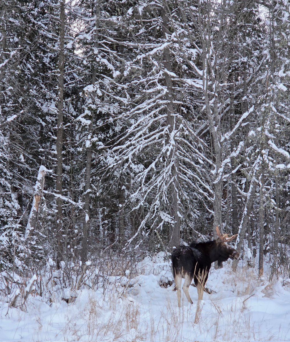 Bull moose sighting in Algonquin Park. #moose #bullwinkle #algonquinpark