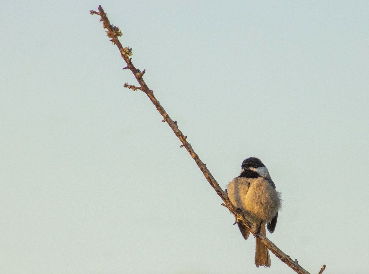 CJMaitland1's tweet photo. floof
#chickadee
#birds
#BirdOfTheDay
#Borbs
#jaxonsigns
#photography https://t.co/32IXsvFx4T