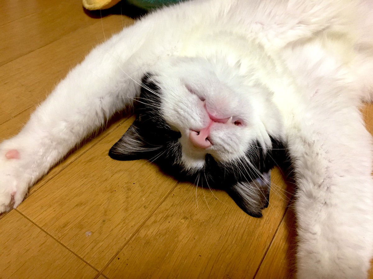 帰宅したら猫がストーブ前で爆寝していた。