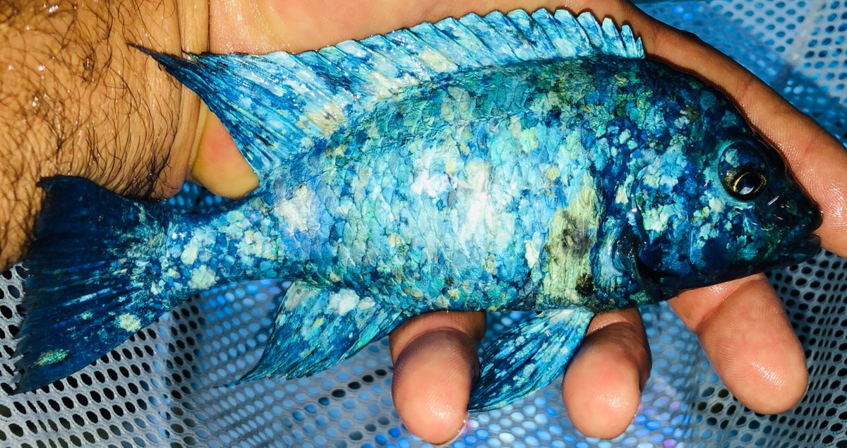 CACichlids's tweet photo. 😃END OF YEAR CLEARANCE / MANY REDUCED PRICES LOWEST OF YEAR / MANY NEW SPECIES ADDED - https://t.co/ni6N7x2prG https://t.co/WqTWZNW1C4