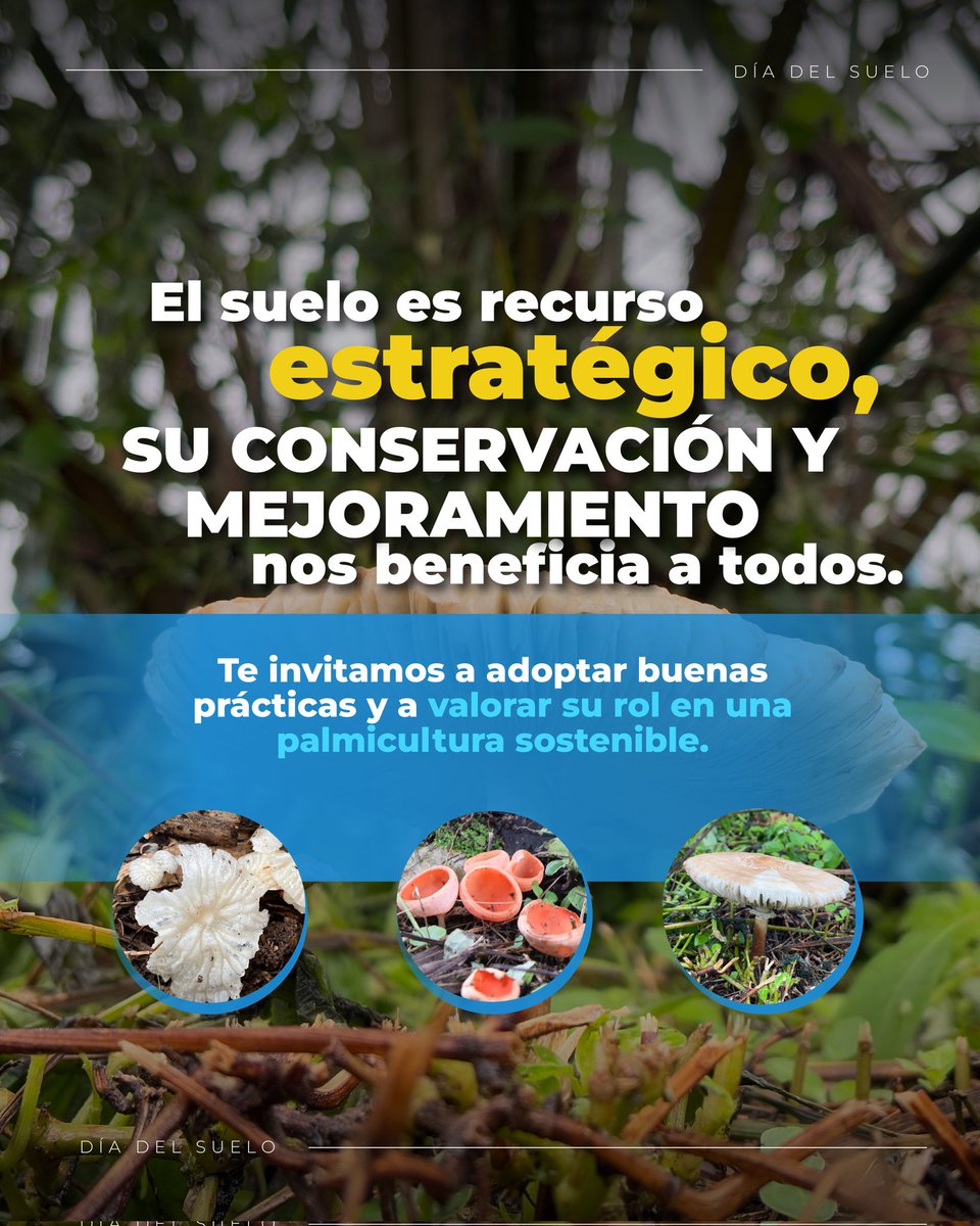CenipalmaOrg's tweet image. Hoy celebramos al suelo, ese aliado constante y silencioso que sostiene la vida, la producción y el futuro del campo. En él habitan organismos, nutrientes y procesos que hacen posible el desarrollo de la palma de aceite y la sostenibilidad de nuestros sistemas productivos.…