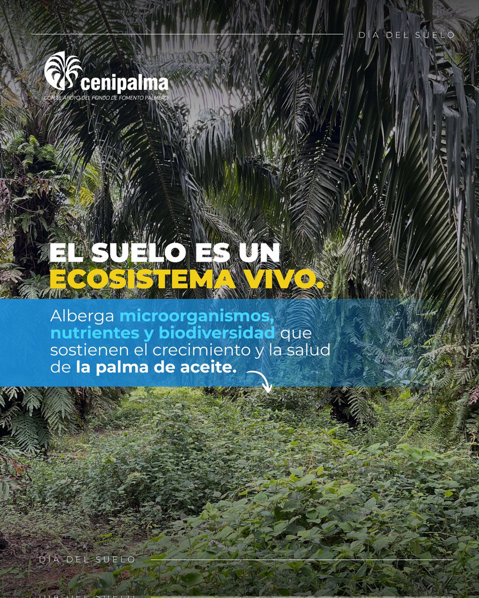 CenipalmaOrg's tweet image. Hoy celebramos al suelo, ese aliado constante y silencioso que sostiene la vida, la producción y el futuro del campo. En él habitan organismos, nutrientes y procesos que hacen posible el desarrollo de la palma de aceite y la sostenibilidad de nuestros sistemas productivos.…
