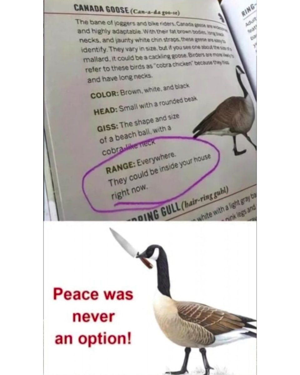 #meanwhileincanada #canadagoose #funnymemes