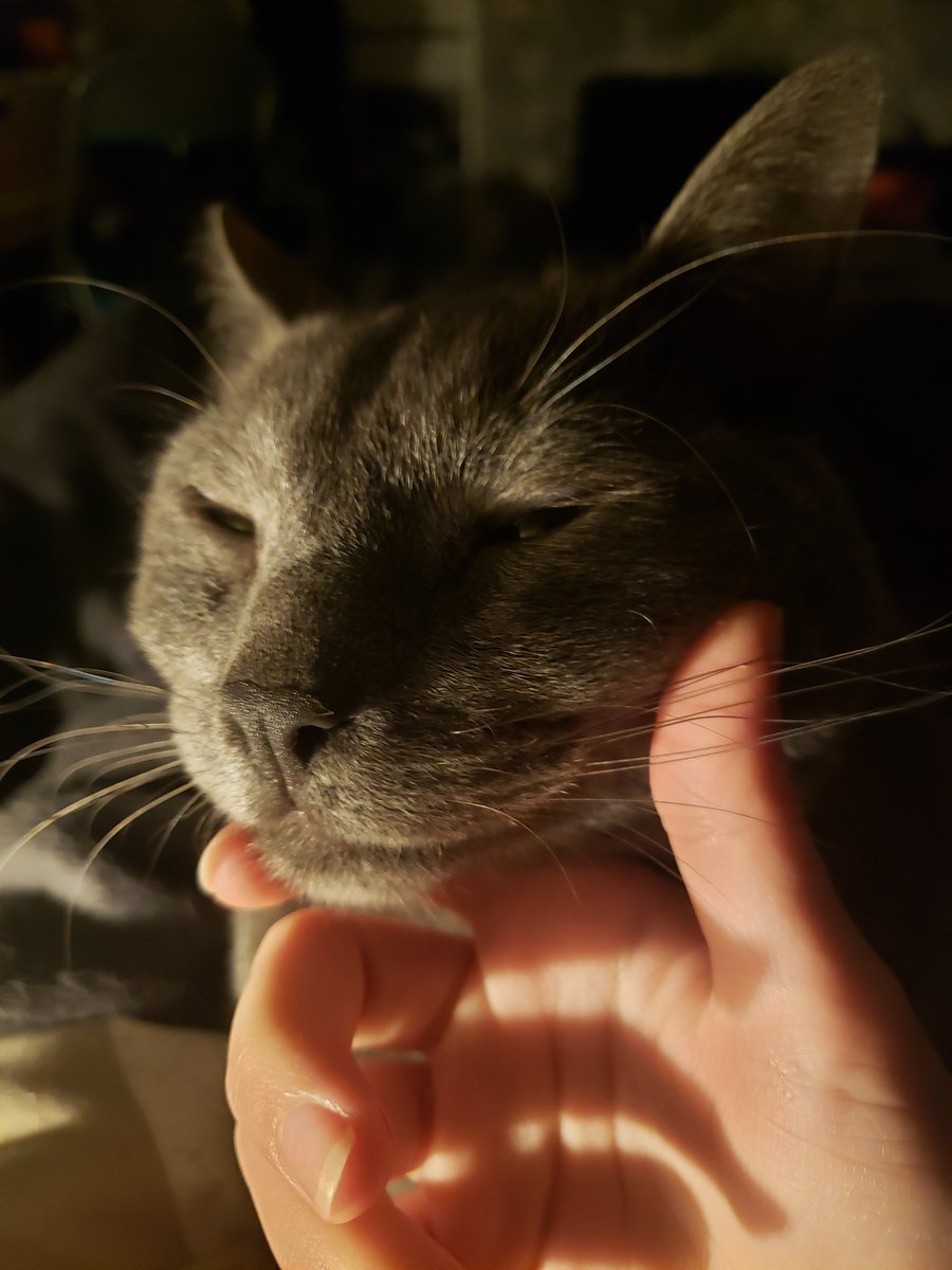 ✨FC Jean-Louis✨🐈‍⬛🍝 tweet media