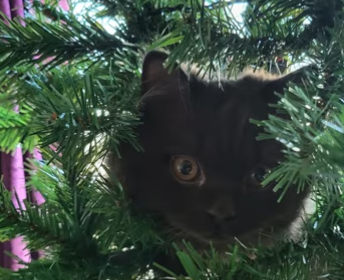 PrimusWildfire's tweet photo. British Longhair, Coco The Cat https://t.co/1aXU3MckaZ via @YouTube 
#cat #shortsfeed #britishlonghair https://t.co/BwyW4zlugC